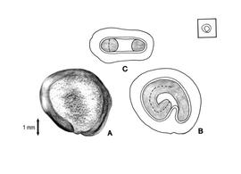   Seed, embryo:   Opuntia megacantha ; Illustration by L.E. Chandler or K. Parker, Gunn  Ritchie (1998)
